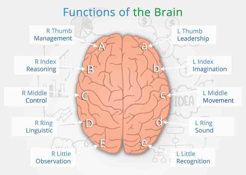 DMIT Functions of the Brain