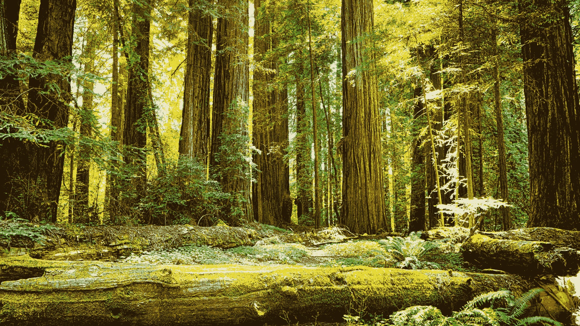 forest